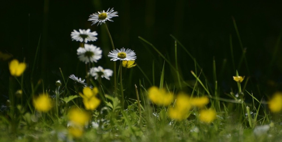 Guide til fjernelse af skvalderkål 10-4.dk