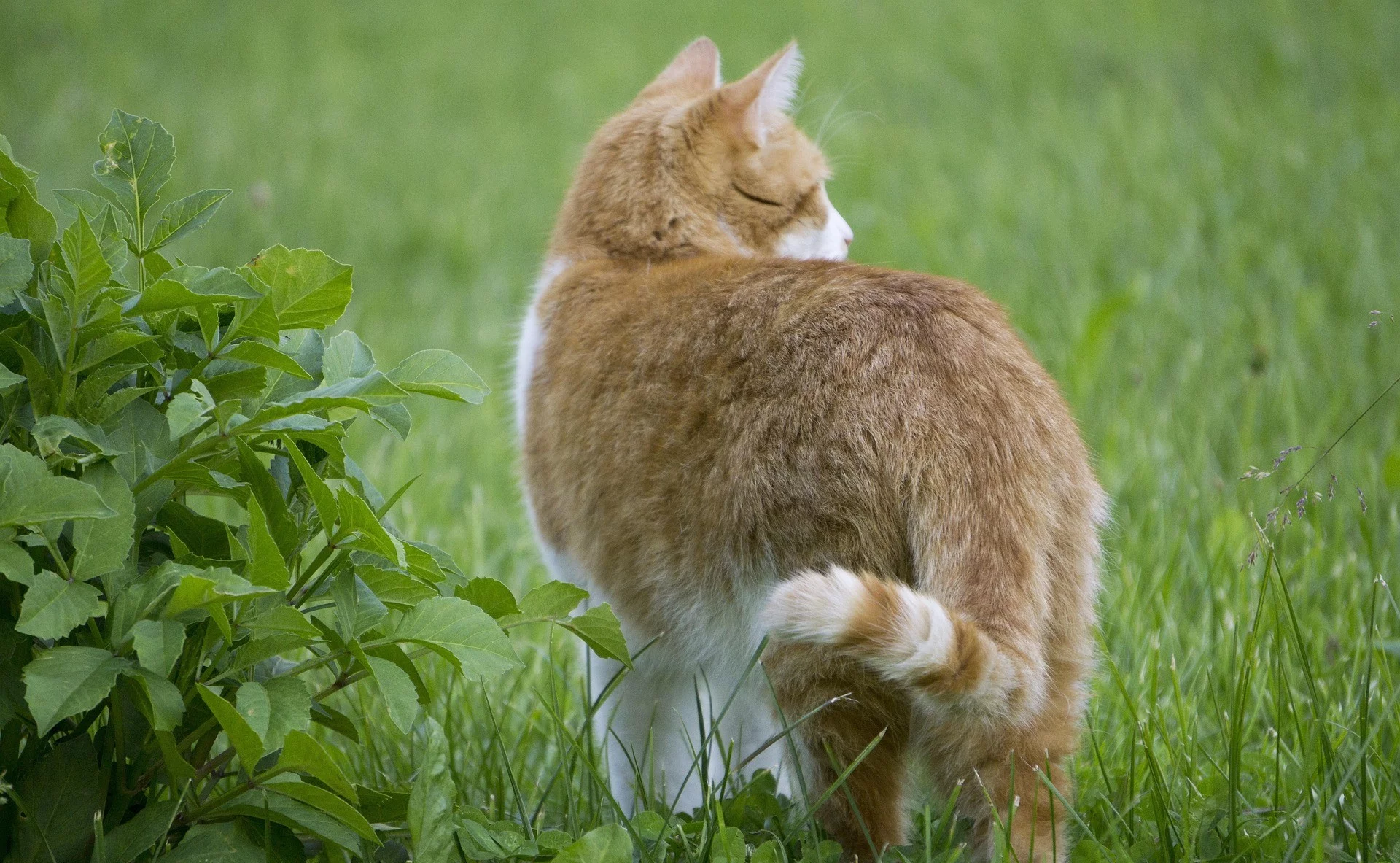 Sådan fjerner du skvalderkål 10-4.dk