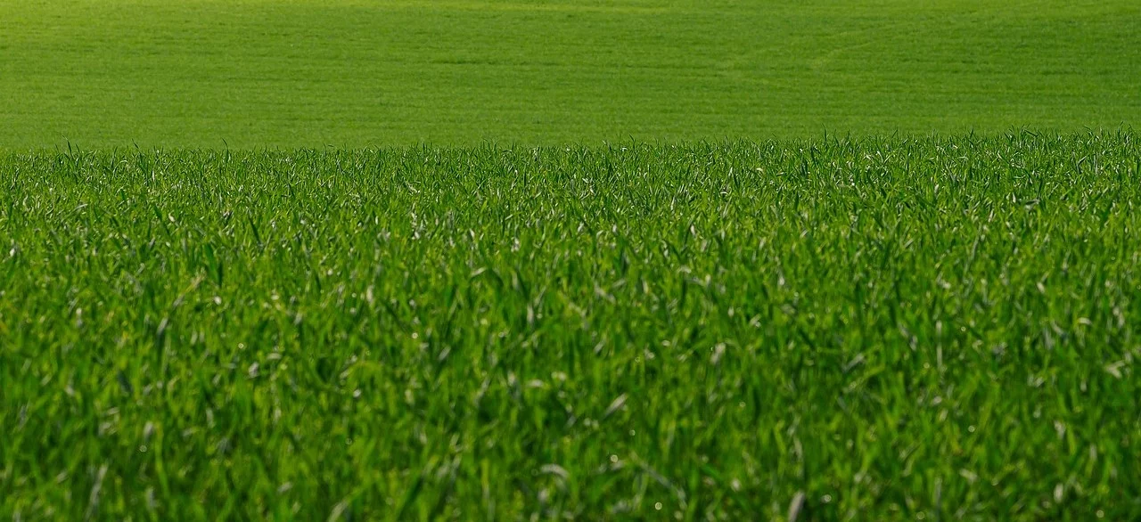 Hvornår bør du give din græsplæne topdressing 10-4.dk