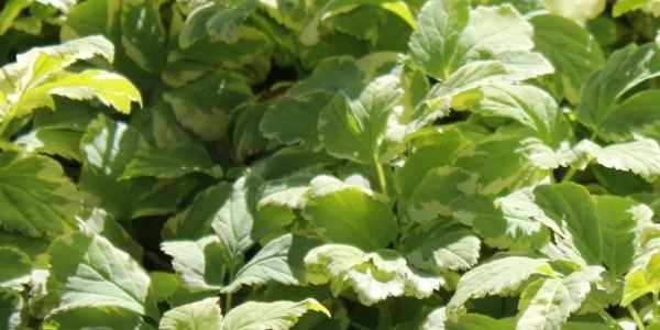 Sådan fjerner du skvalderkål i haven | Lær mere hos 10-4.dk