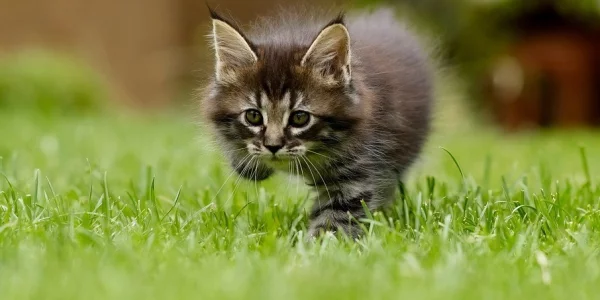 Nemt at påføre, effektivt og resultatet belønner sig