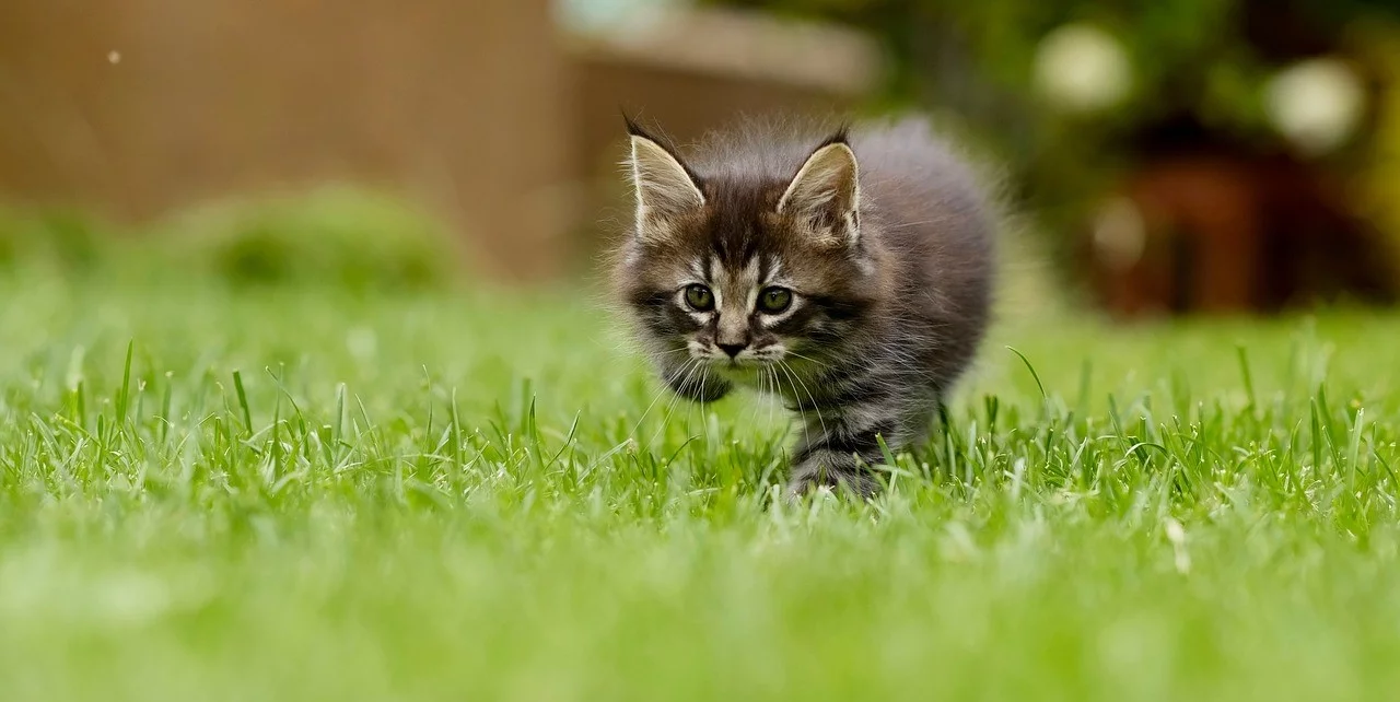 Hvornår bør du topdresse din græsplæne? 10-4.dk