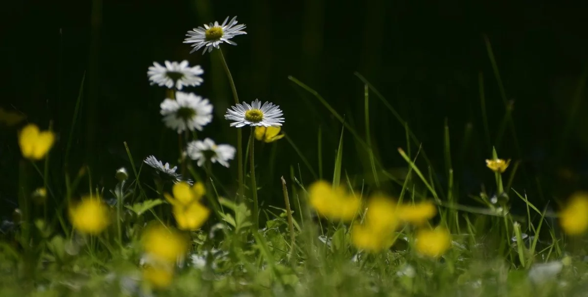 Guide til fjernelse af skvalderkål 10-4.dk