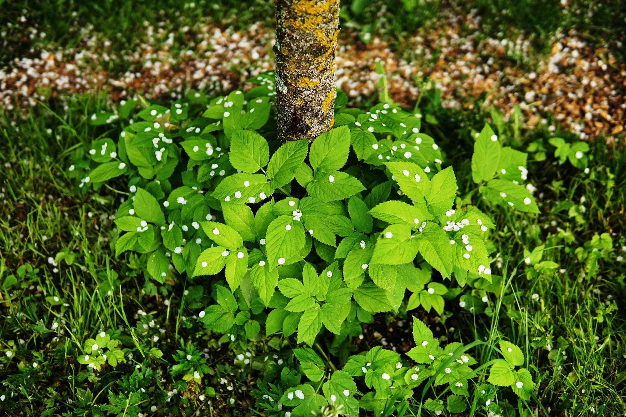 Sådan fjerner du skvalderkål 10-4.dk